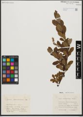 Foto von Salix waldsteiniana Willd.